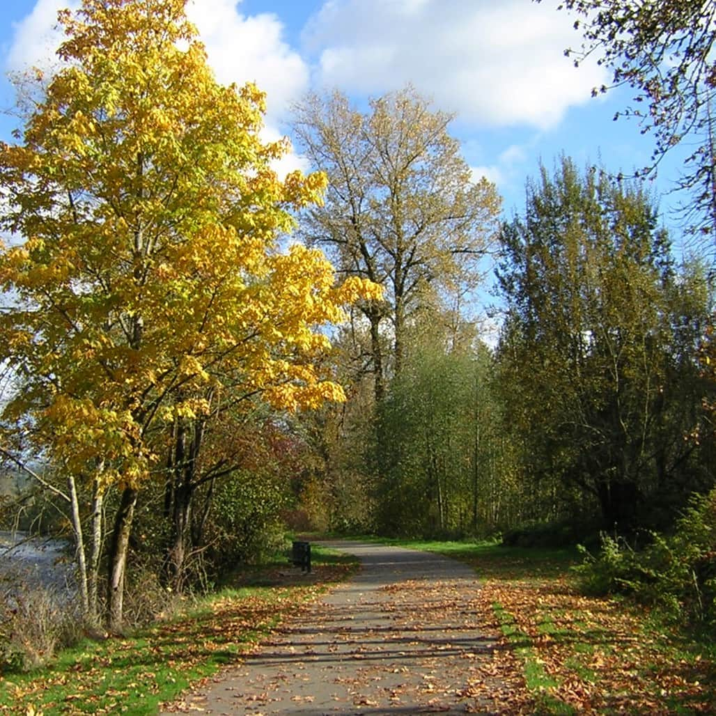 Scenic trail that runs throw forest.